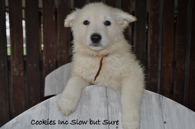 Fotos/COOKIESINC/kaitlin2013/week6/oranje (640x425).jpg