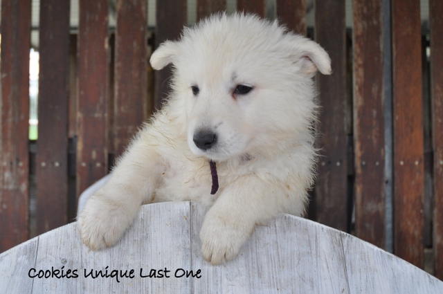 Fotos/COOKIESINC/kaitlin2013/week6/paars (640x425).jpg