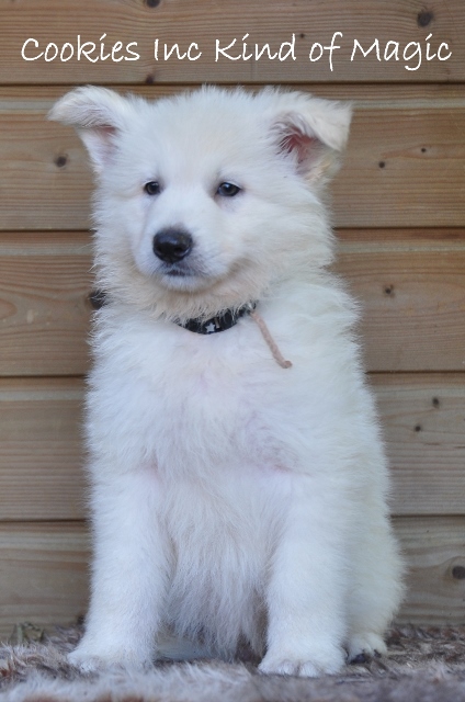 Fotos/COOKIESINC/kaitlin2013/week7/DSC_0098 (424x640).jpg