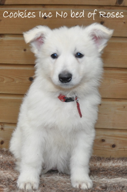 Fotos/COOKIESINC/kaitlin2013/week7/rood7 (425x640).jpg