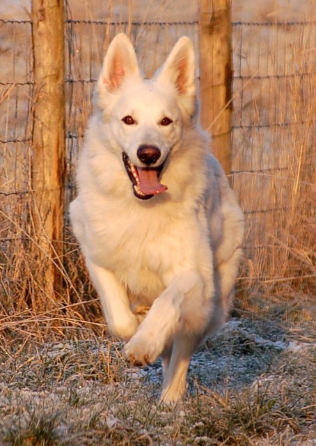 Fotos/Roef/Roefje/december 2008.JPG