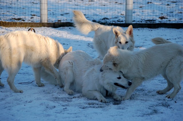 Fotos/Roef/ Roefje/januari 2009.JPG
