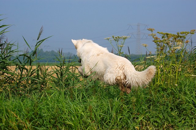 Fotos/Roef/ Roefje/mooie actie foto Roef!!!!!!.JPG