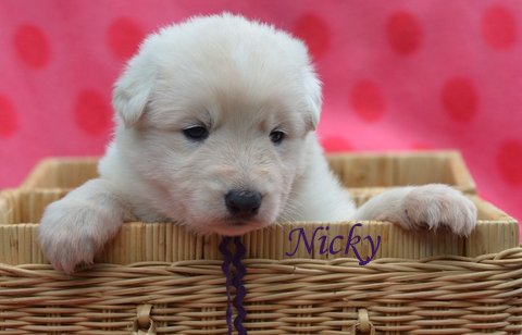 Fotos/2012 N-Nest Sterre/Week3/DSC_4855.JPG
