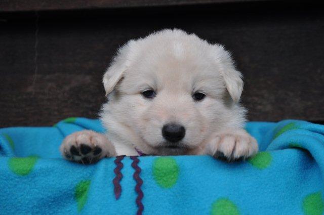 Fotos/2012 N-Nest Sterre/Week4/Nicky.jpg