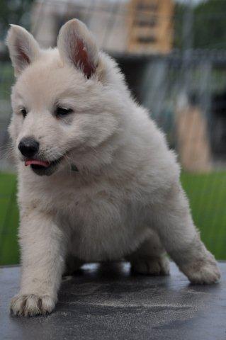 Fotos/2012 N-Nest Sterre/Week6/nena.jpg