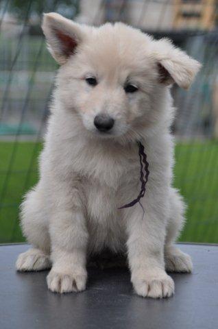 Fotos/2012 N-Nest Sterre/Week6/nicky.jpg