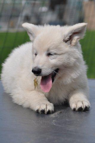Fotos/2012 N-Nest Sterre/Week6/nyla.jpg