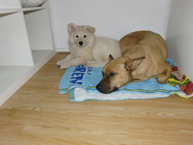 Fotos/2010vervolgJnest/Jade/CIMG2765.JPG