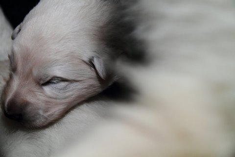 Fotos/NestWillow 2010/nest2010/week2/IMG_792601.JPG