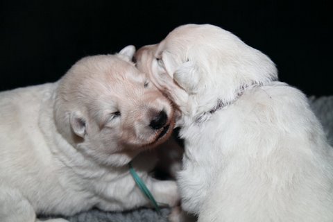 Fotos/NestWillow 2010/nest2010/week2/IMG_793501.JPG