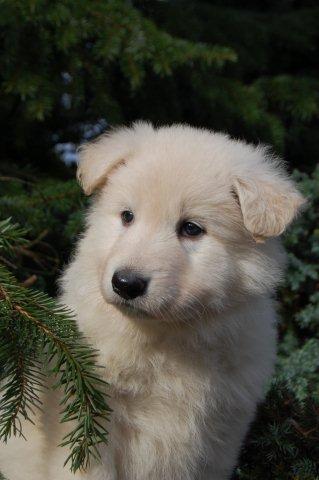 Fotos/NestWillow 2010/nest2010/week5/lila willow.jpg