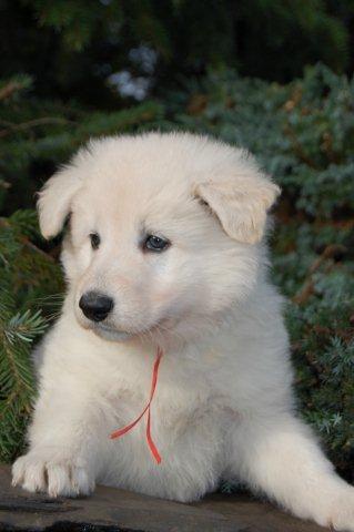 Fotos/NestWillow 2010/nest2010/week5/oranje willow.jpg