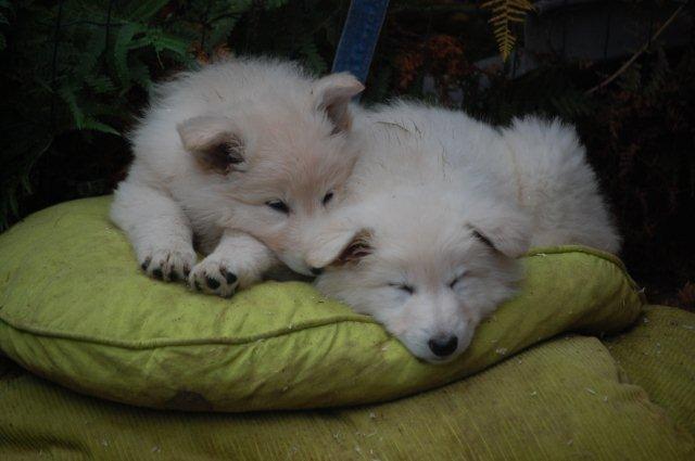 Fotos/NestWillow 2010/nest2010/week7/DSC_1191.jpg