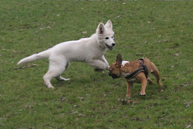 Fotos/2011 L-Nest/vervolg/Mikey/03.jpg