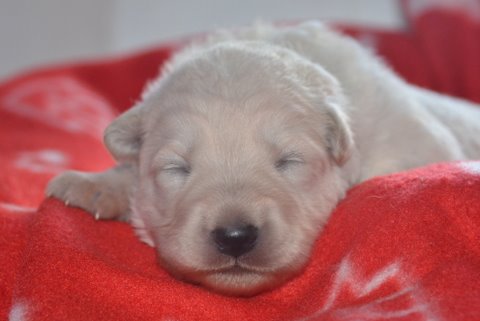 Fotos/2011 L-Nest/week2/geel.jpg