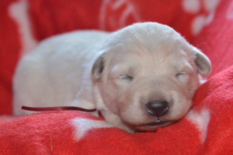 Fotos/2011 L-Nest/week2/rood.jpg