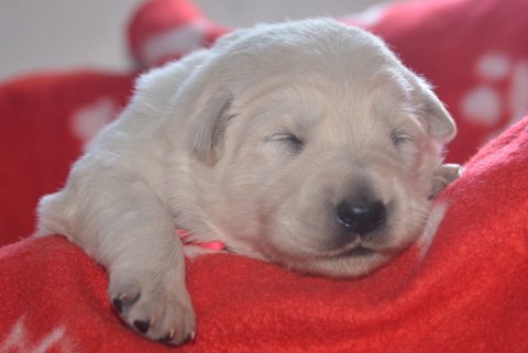 Fotos/2011 L-Nest/week2/roze.jpg