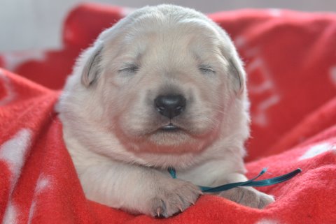 Fotos/2011 L-Nest/week2/turkoois.jpg