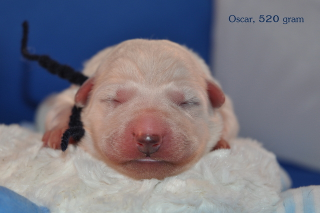 Fotos/Willow 2013/geboorte/Oscar.jpg