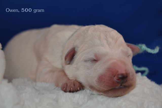 Fotos/Willow 2013/geboorte/Owen.jpg