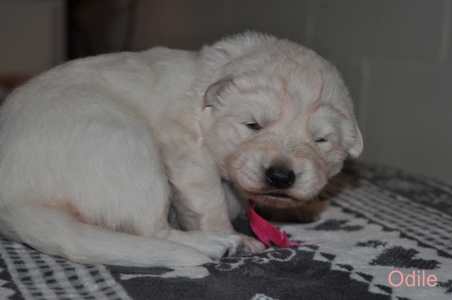 Fotos/Willow 2013/week 2/Odile2.jpg