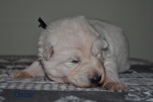 Fotos/Willow 2013/week 2/Oscar2.JPG
