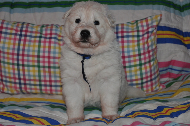 Fotos/Willow 2013/week 4/Oscar4.jpg