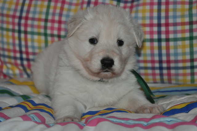 Fotos/Willow 2013/week 4/Otis4.jpg