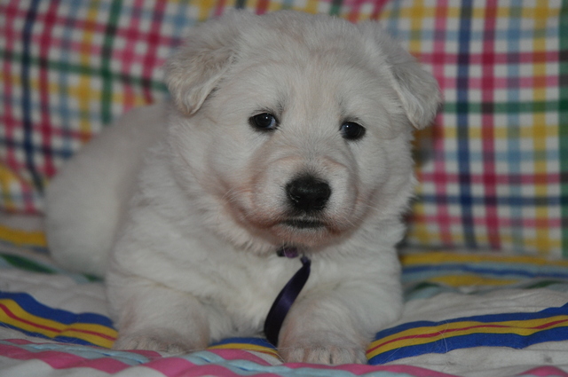 Fotos/Willow 2013/week 4/Ouzy4.jpg