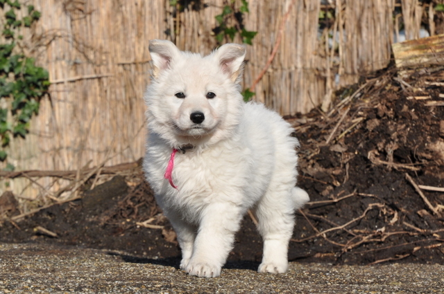 Fotos/Willow 2013/week 7/Odile7.jpg